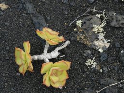 La_Palma_Lanzarote_2003-2004-029